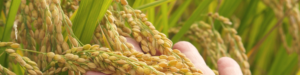 GABAが10倍!炊きやすい食べやすい〜かなう玄米〜